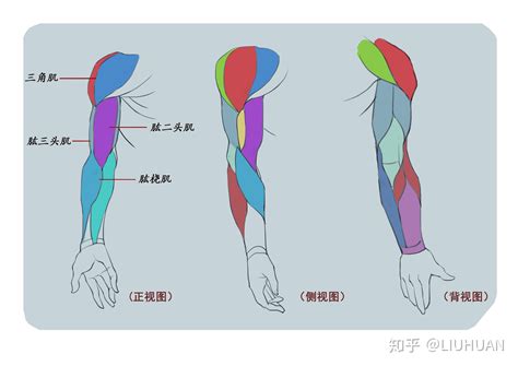 手臂下面叫什麼|手臂有多少部位，名称分别是什么呢？